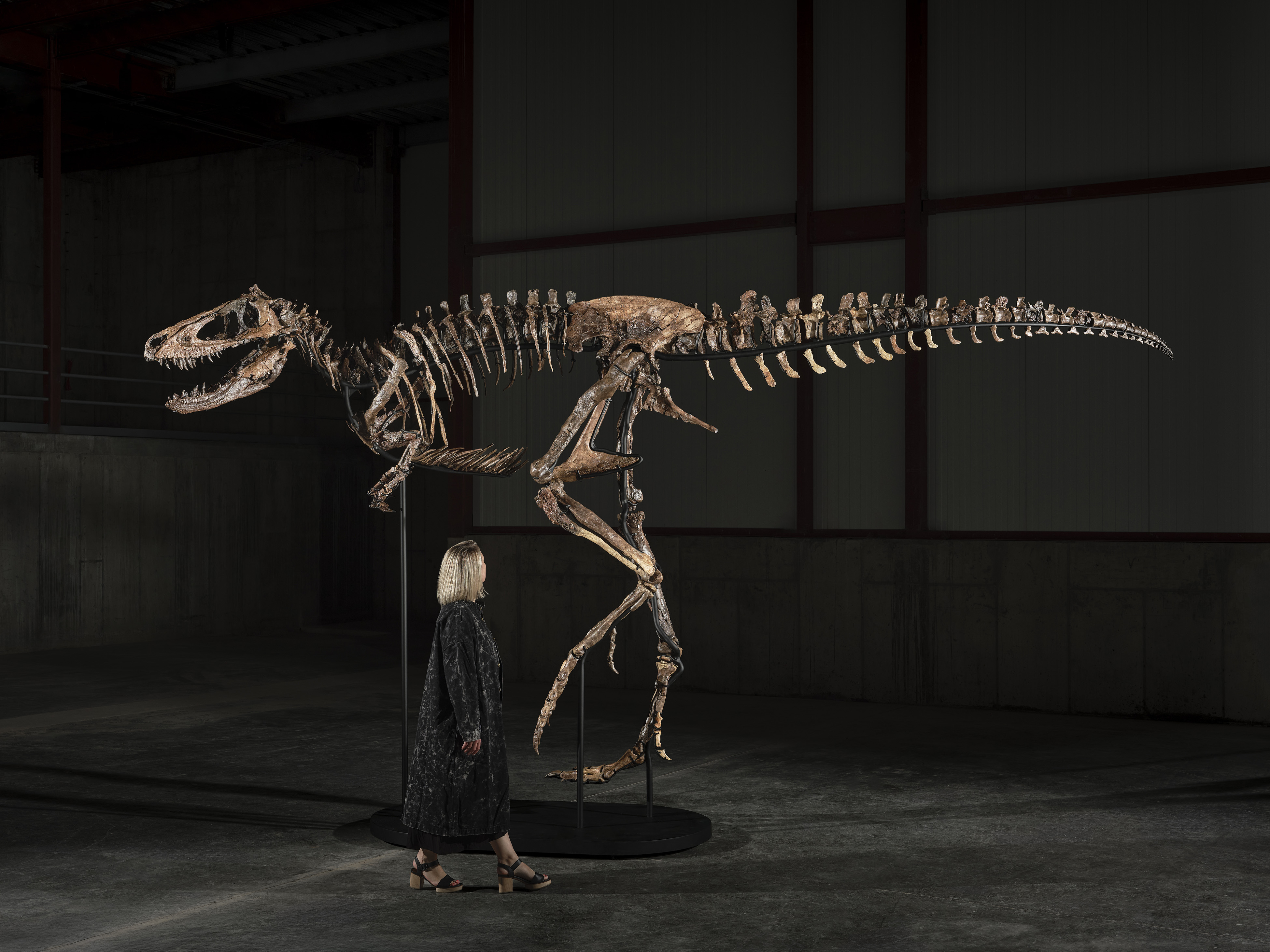 A person walks past the Nanotyrannus mount looking up at it. A person walks past the Nanotyrannus mount looking up at it.